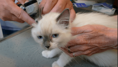 pictures of ear mites in cats