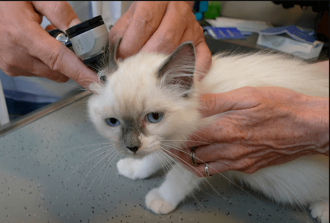 pictures of ear mites in cats