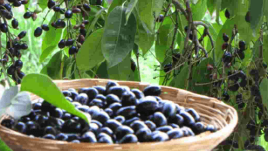 Jamun Fruits Have Many Health Benefits