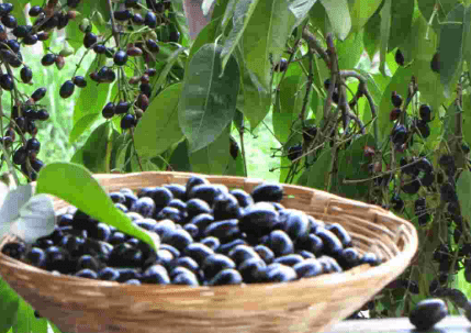 Jamun Fruits Have Many Health Benefits