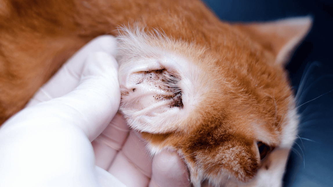 Learn All About Black Ear Wax In Cats