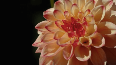 excite health partners