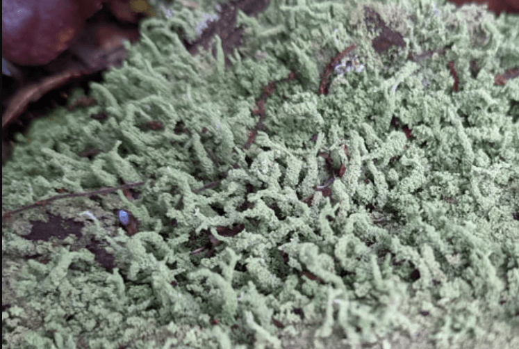 Consume Ionia: Navigating a Sustainable Future