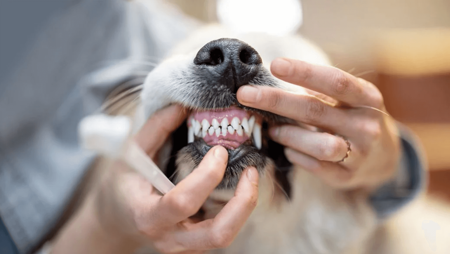 Dental Cleaning for Dogs A Smile That Speaks Volumes