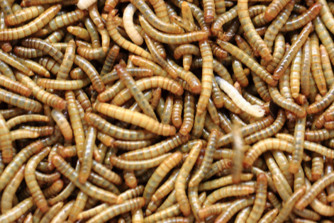 Is Protein Powder Made From Worms