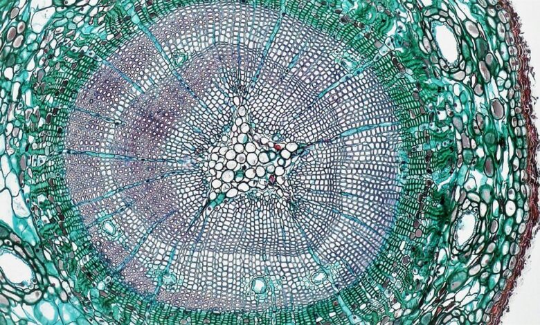 medical keyword exploration guide