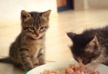 What Is the Best Food for a Sensitive Stomach Kitten?