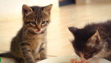 What Is the Best Food for a Sensitive Stomach Kitten?