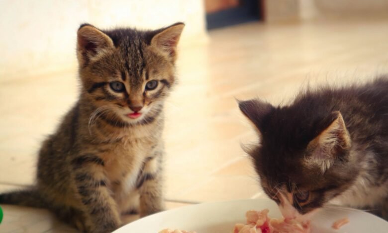 What Is the Best Food for a Sensitive Stomach Kitten?